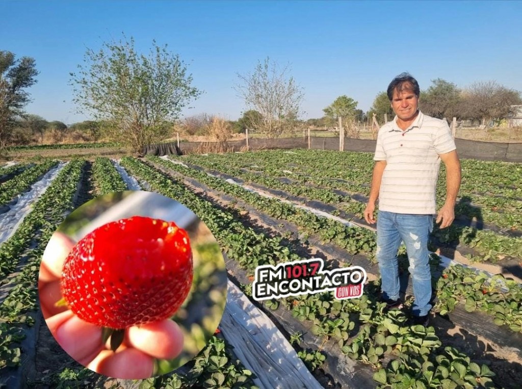 RAMON VERA: “PRODUCIMOS UNA FRUTILLA EN LA CIUDAD, DE MUY BUENA CALIDAD, Y NATURAL”