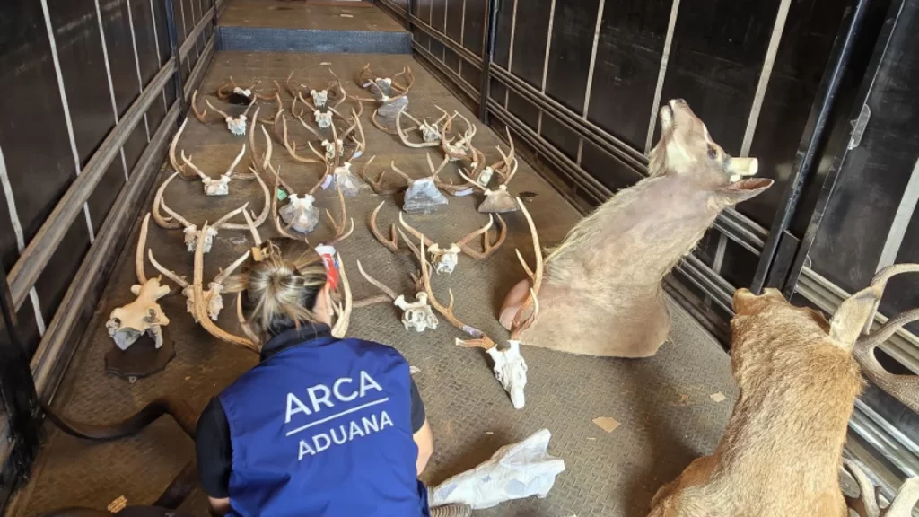 Hallan animales taxidermizados sin declarar en un camión que salía del país hacia Brasil
